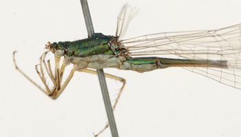 Media type: image; Entomology 12286   Aspect: habitus lateral view 3